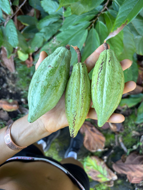 Nature's Version of Hyaluronic Acid: Cacao and Tamarind Vinegar