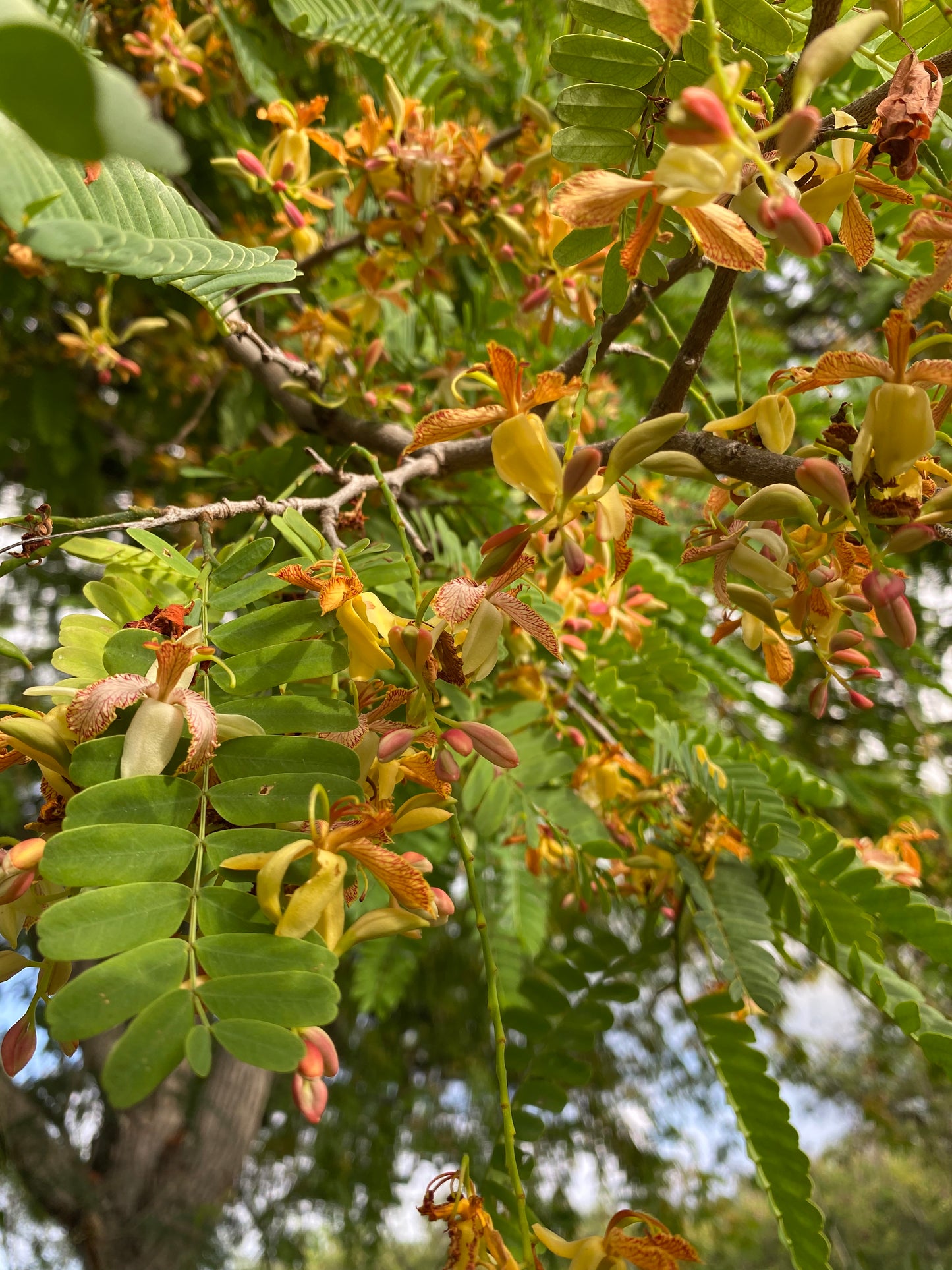 Wild Tamarind Vinegar
