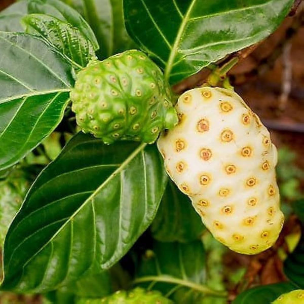 Noni Vinegar