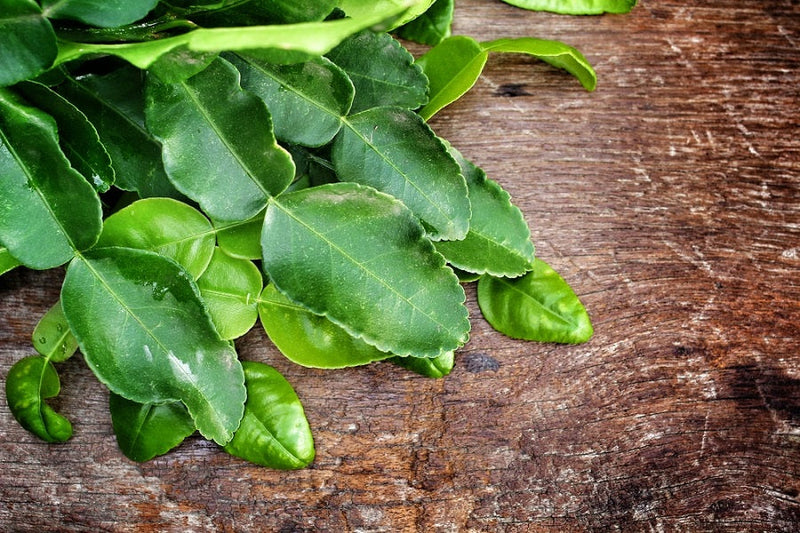 A Leaf Study
