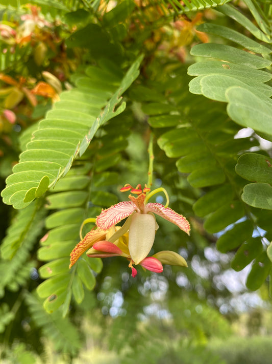 Wild Tamarind Vinegar