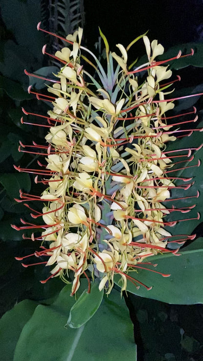 Himalayan Ginger Blossom Mango