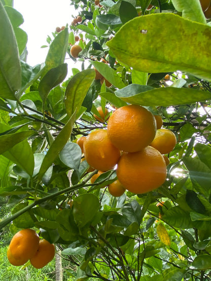 Calamansi Yarrow Vinegar