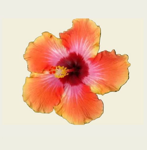🌺 Culinary Cosmetics