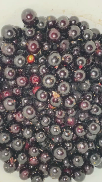 Jaboticaba Vinegar